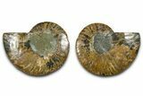 Cut & Polished Ammonite Fossil - Madagascar #377536-1
